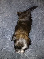 Bob, a male Shih Tzu for sale in Murphy, NC – 1 of 1