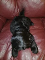 Dixie, a female Shih Tzu for sale in Murphy, NC – 3 of 3