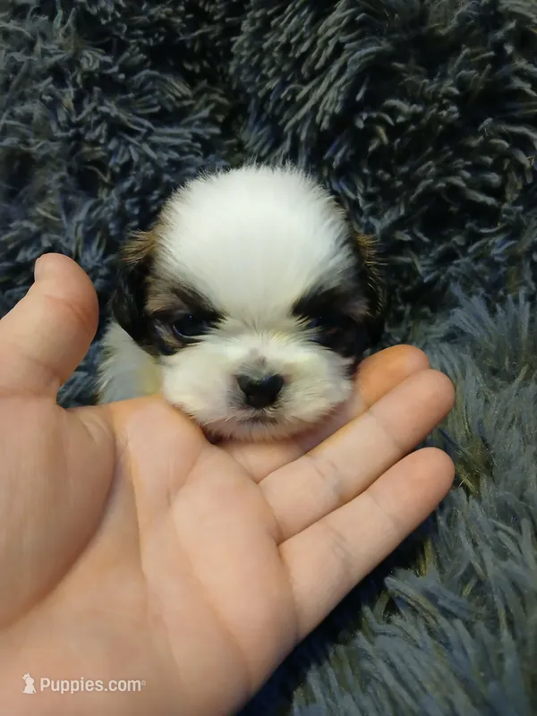 Bullet  – Shih Tzu puppy for sale in Murphy, NC