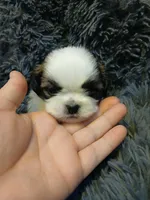 Bullet , a male Shih Tzu for sale in Murphy, NC – 3 of 6