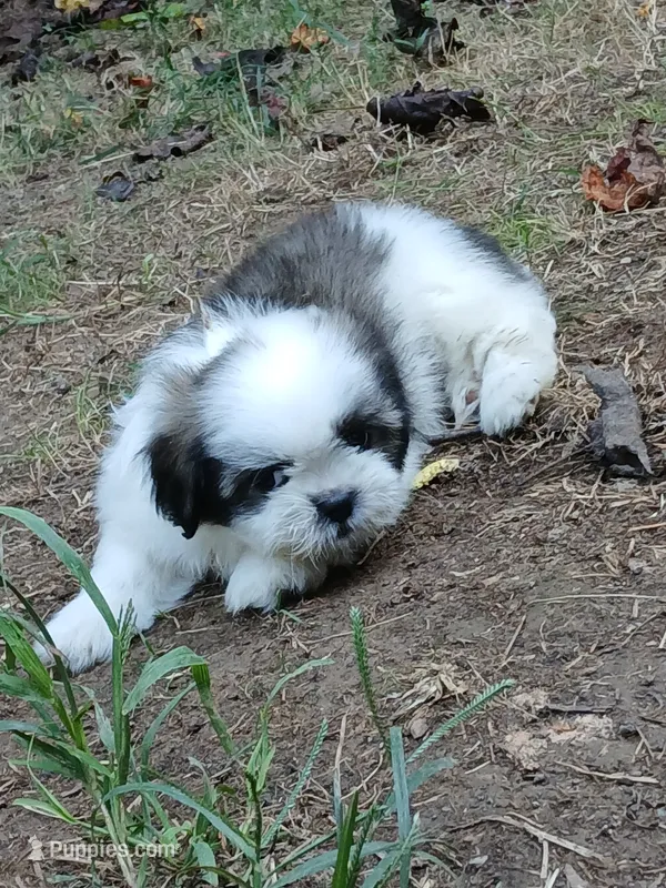Dusty – Shih Tzu puppy for sale in Murphy, NC