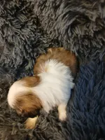 Bullet , a male Shih Tzu for sale in Murphy, NC – 6 of 6