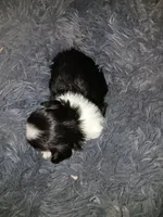Moose, a male Shih Tzu for sale in Murphy, NC – 1 of 1