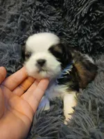 Dusty, a male Shih Tzu for sale in Murphy, NC – 4 of 5
