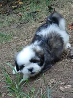 Dusty, a male Shih Tzu for sale in Murphy, NC – 2 of 5