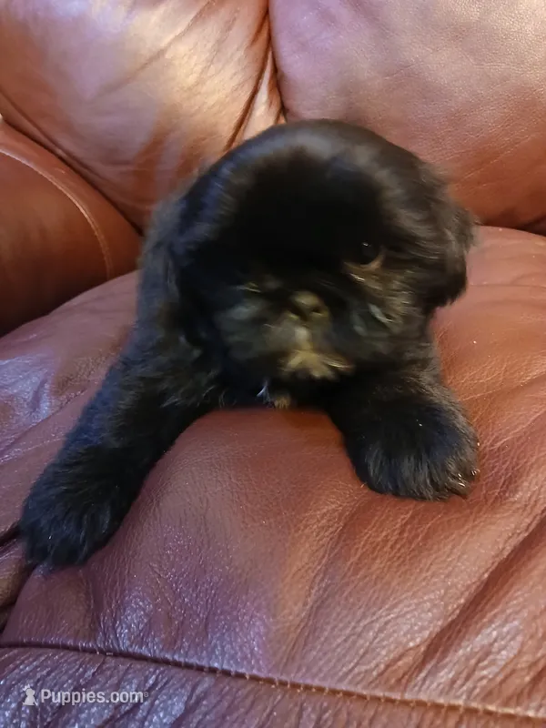 Dixie – Shih Tzu puppy for sale in Murphy, NC