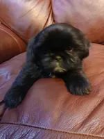 Dixie, a female Shih Tzu for sale in Murphy, NC – 1 of 3