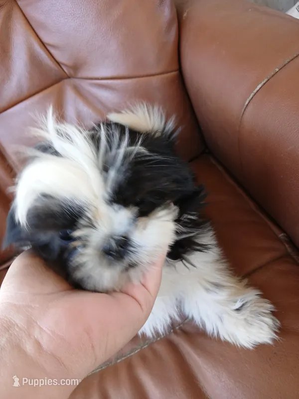Panda – Shih Tzu puppy for sale in Murphy, NC