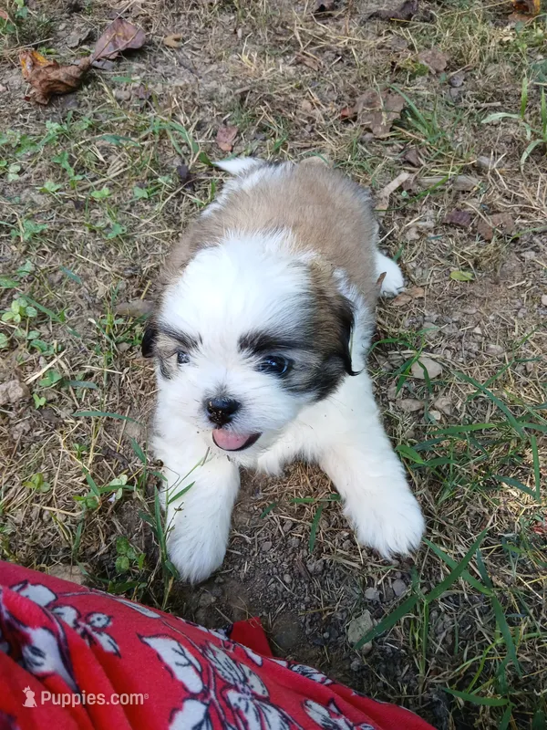 Bullet  – Shih Tzu puppy for sale in Murphy, NC