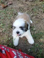 Bullet , a male Shih Tzu for sale in Murphy, NC – 1 of 6