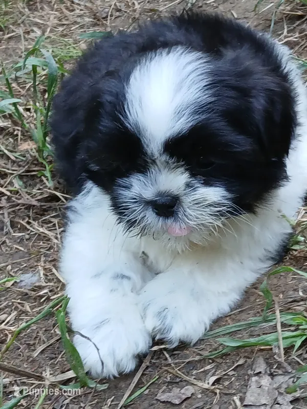 Moose – Shih Tzu puppy for sale in Murphy, NC