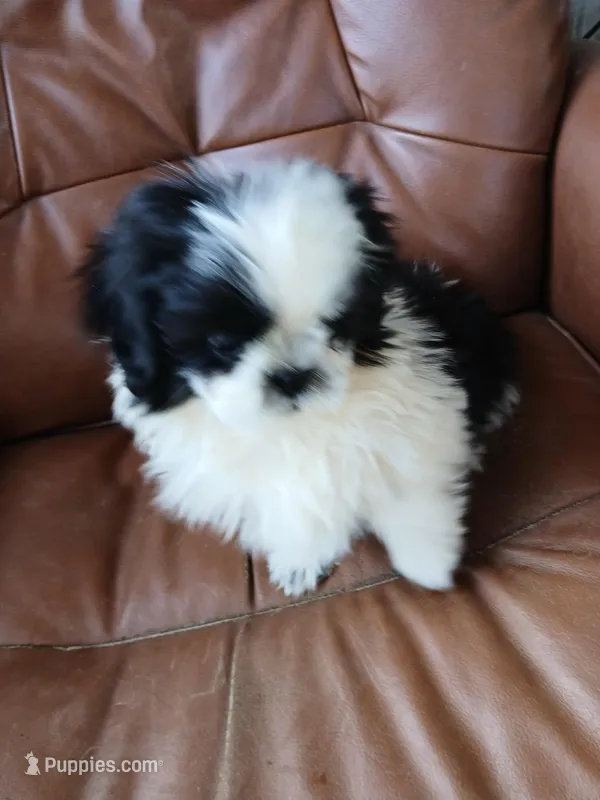 Cj – Shih Tzu puppy for sale in Murphy, NC
