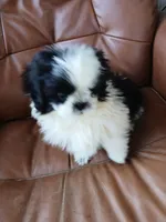 Cj, a male Shih Tzu for sale in Murphy, NC – Photo 1 of 2