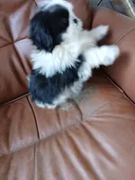 Cj, a male Shih Tzu for sale in Murphy, NC – Photo 2 of 2