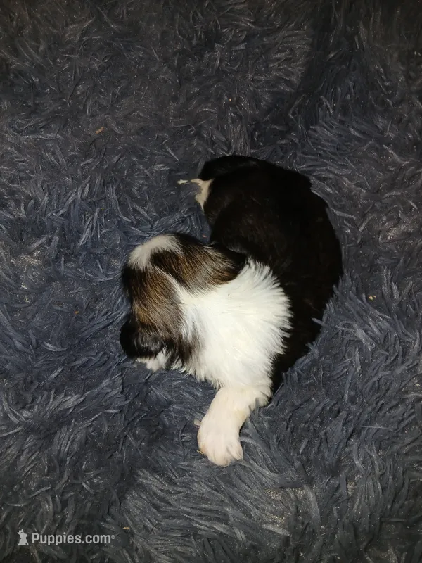 Dusty – Shih Tzu puppy for sale in Murphy, NC