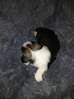 Dusty, a male Shih Tzu for sale in Murphy, NC – 1 of 1