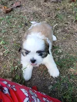 Bullet , a male Shih Tzu for sale in Murphy, NC – 2 of 6