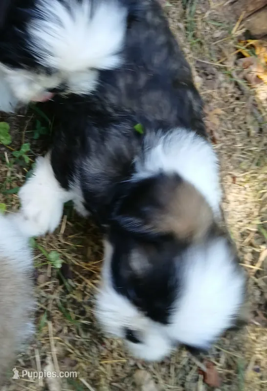 Spud – Shih Tzu puppy for sale in Murphy, NC
