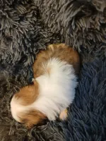 Bullet , a male Shih Tzu for sale in Murphy, NC – 5 of 6
