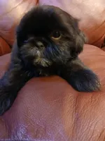 Dixie, a female Shih Tzu for sale in Murphy, NC – 2 of 3