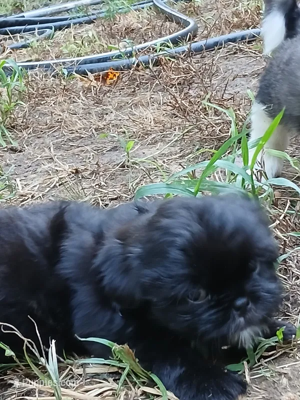 Dixie – Shih Tzu puppy for sale in Murphy, NC