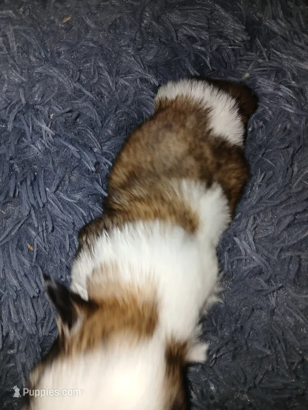 Bullet  – Shih Tzu puppy for sale in Murphy, NC