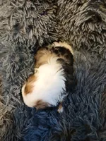 Dusty, a male Shih Tzu for sale in Murphy, NC – 3 of 5