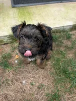 Kiko, a male Yorkshire Terrier for sale in Millstone Township, NJ – 7 of 8