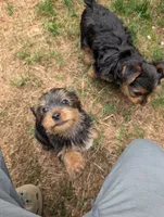 Kiko, a male Yorkshire Terrier for sale in Millstone Township, NJ – 3 of 8