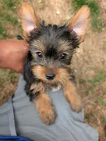 Kiko, a male Yorkshire Terrier for sale in Millstone Township, NJ – 1 of 8