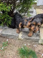 Kiko, a male Yorkshire Terrier for sale in Millstone Township, NJ – 8 of 8