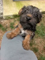 Kiko, a male Yorkshire Terrier for sale in Millstone Township, NJ – 6 of 8