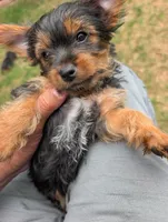 Kiko, a male Yorkshire Terrier for sale in Millstone Township, NJ – 2 of 8