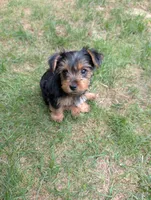 Kiko, a male Yorkshire Terrier for sale in Millstone Township, NJ – 5 of 8