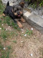 Kiko, a male Yorkshire Terrier for sale in Millstone Township, NJ – 4 of 8