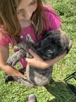 Johnny Ringo, a male English Mastiff for sale in Coeburn, VA – 1 of 2