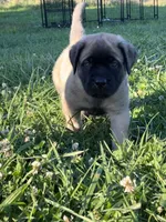 Wyatt, a male English Mastiff for sale in Coeburn, VA – 2 of 3