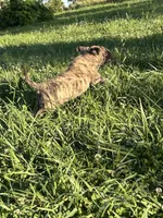 Johnny Ringo, a male English Mastiff for sale in Coeburn, VA – 2 of 2