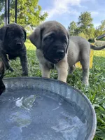 Curly Bill, a male English Mastiff for sale in Coeburn, VA – 2 of 3