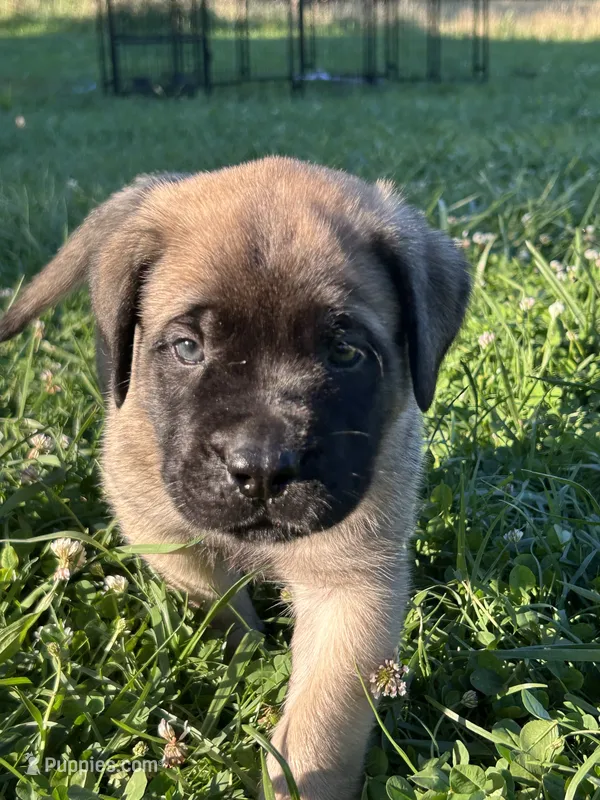 Wyatt – English Mastiff puppy for sale in Coeburn, VA