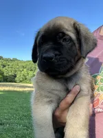Wyatt, a male English Mastiff for sale in Coeburn, VA – 3 of 3