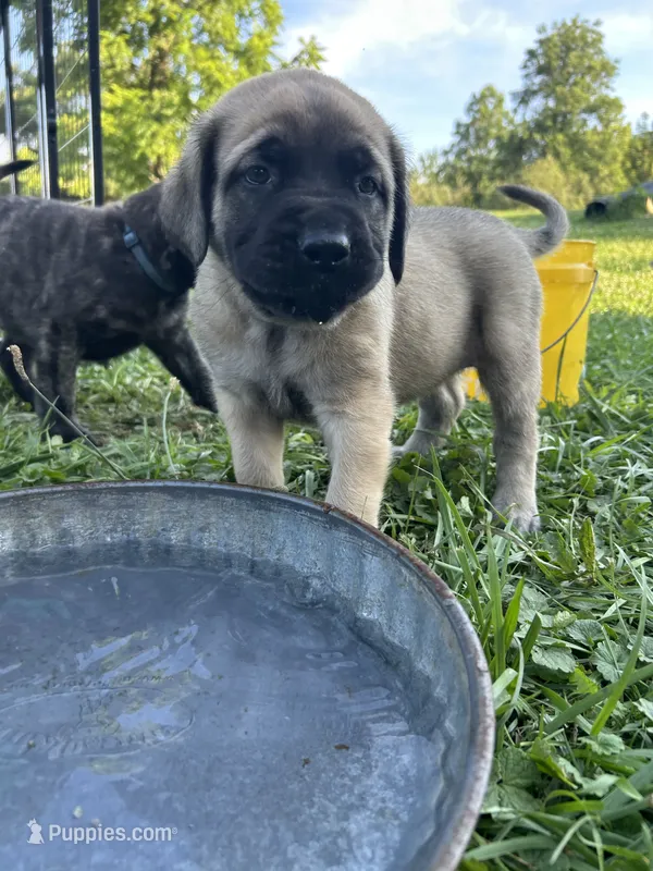 Curly Bill – English Mastiff puppy for sale in Coeburn, VA