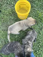 Curly Bill, a male English Mastiff for sale in Coeburn, VA – 3 of 3