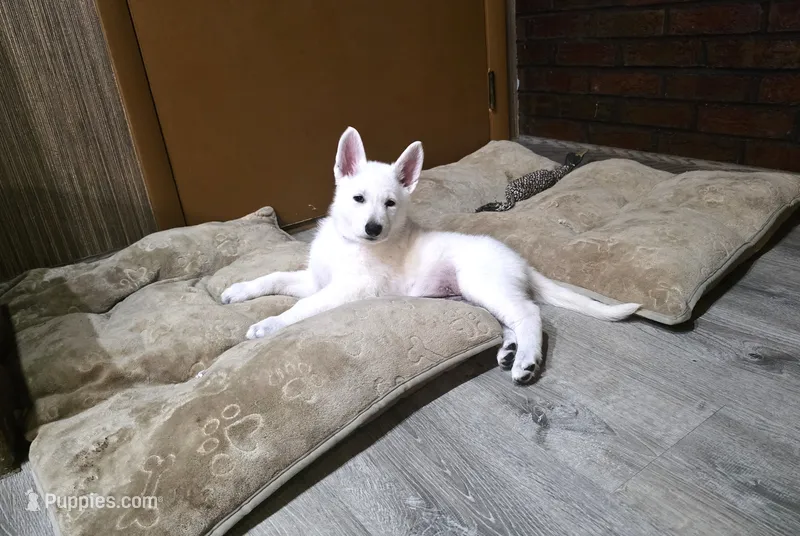Mimi – German Shepherd Dog puppy for sale in Uniontown, PA