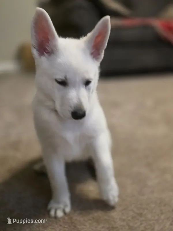 Mimi – German Shepherd Dog puppy for sale in Uniontown, PA