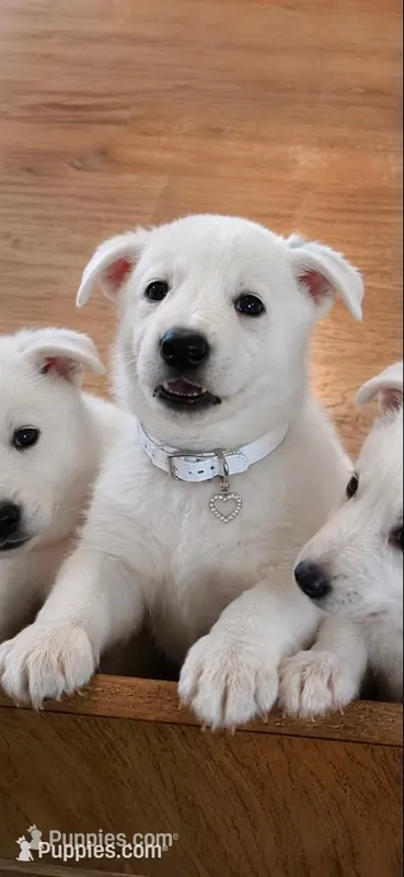 Lily – German Shepherd Dog puppy for sale in Uniontown, PA