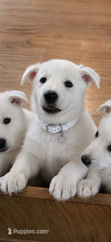 Lily – German Shepherd Dog puppy for sale in Uniontown, PA