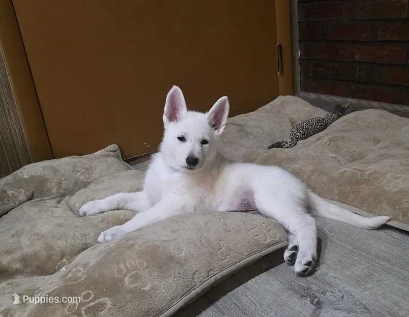 Mimi – German Shepherd Dog puppy for sale in Uniontown, PA