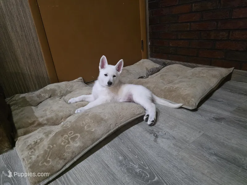 Mimi – German Shepherd Dog puppy for sale in Uniontown, PA
