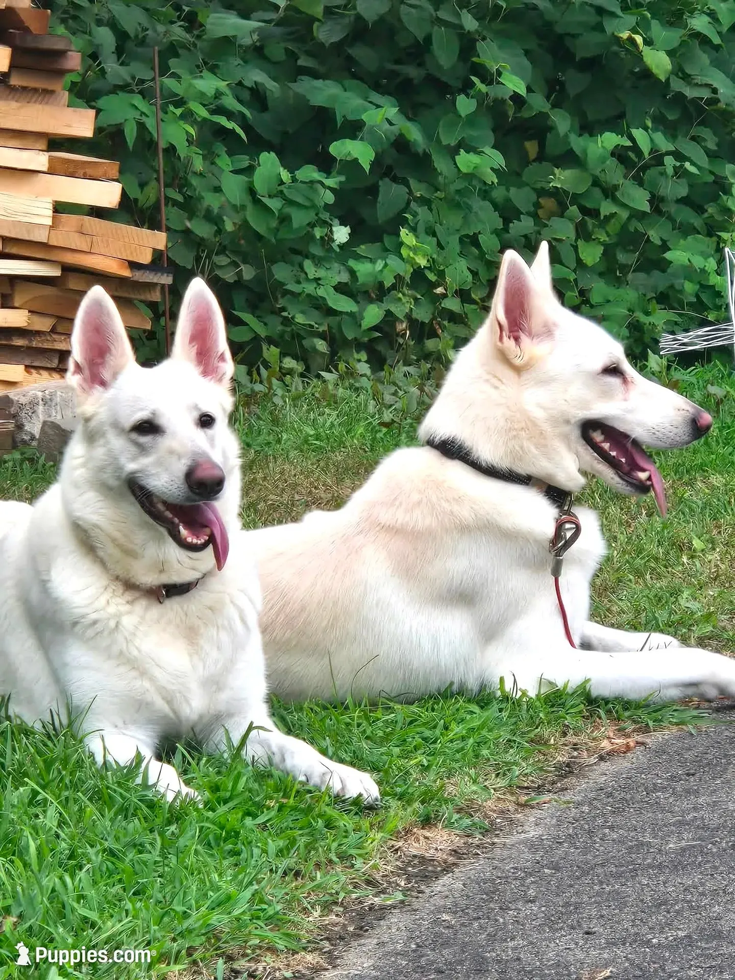 KAY, a male German Shepherd Dog for sale in Uniontown, PA – 7 of 10